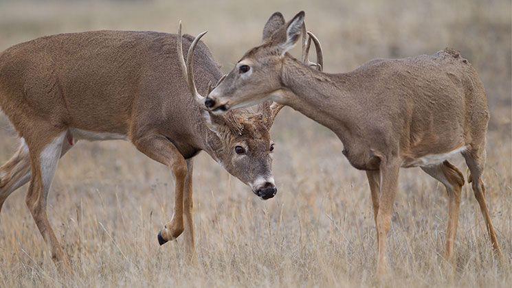 Your November Rut Playbook
