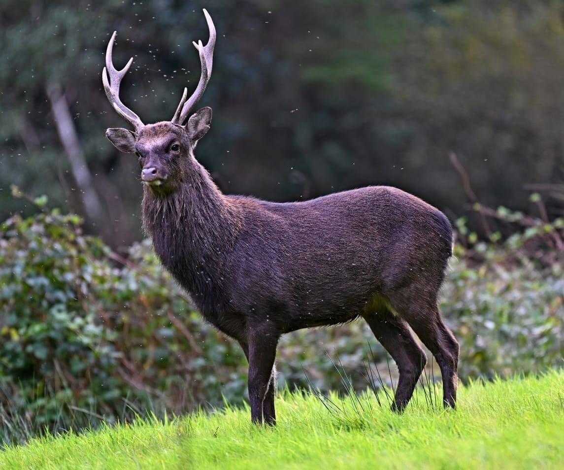 A majestic County Wicklow Sika stag during rut 2023