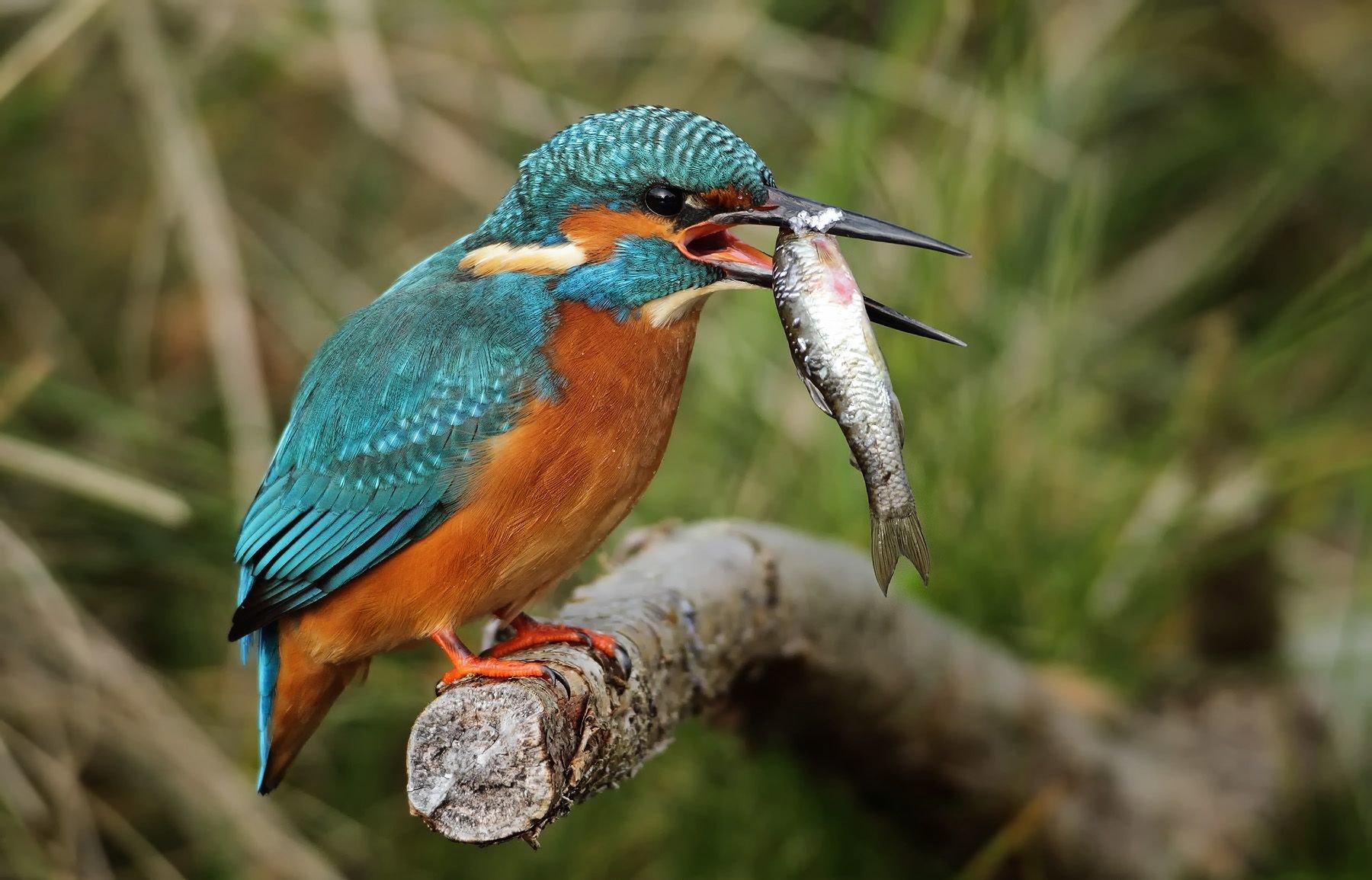 Kingfishers or Alcedinidae are a family of small to medium-sized, brightly colored birds in the order Coraciiformes.