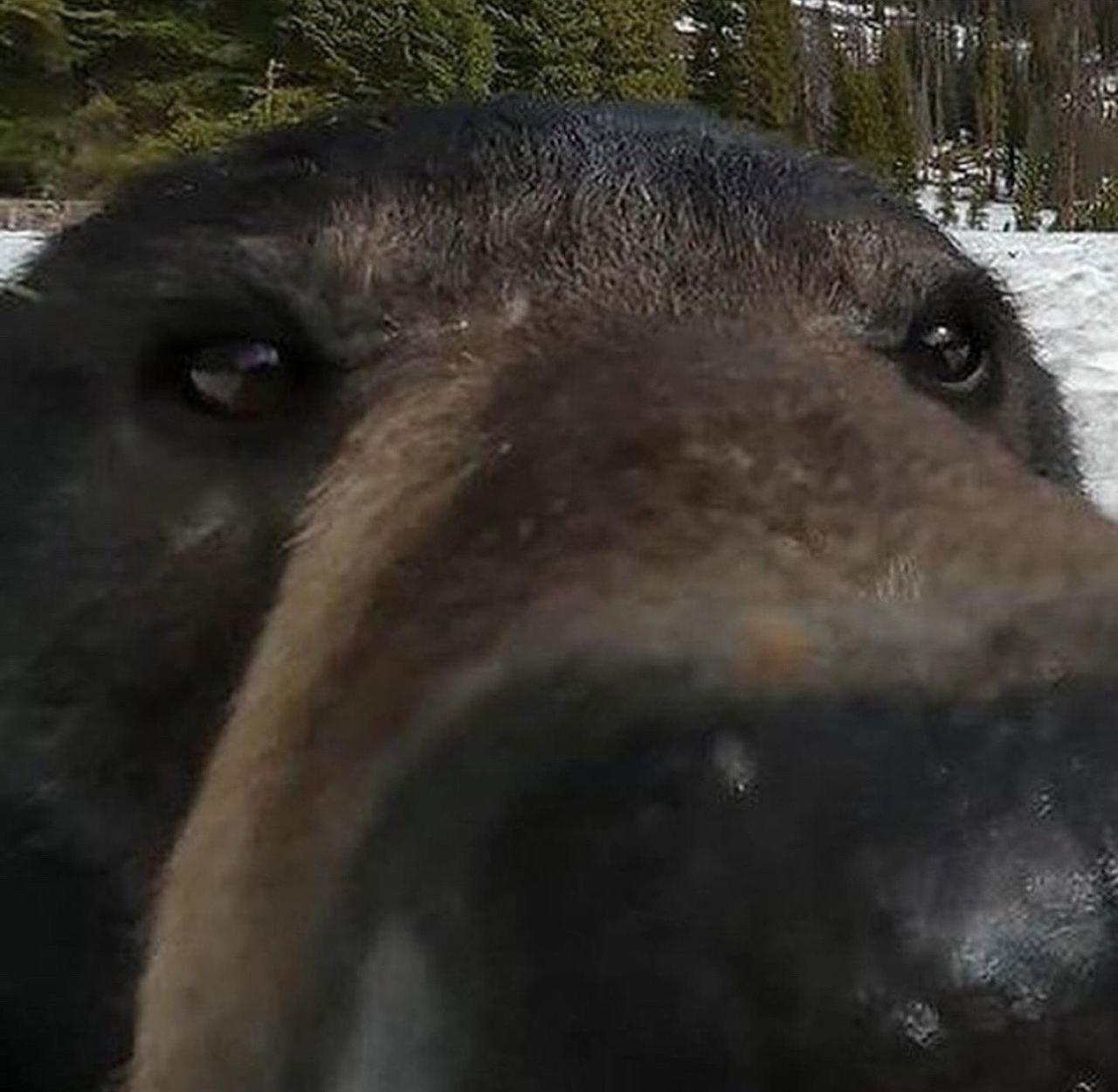 Na internetu su objavljeni selfiji medvjeda snimljeni kamerom.