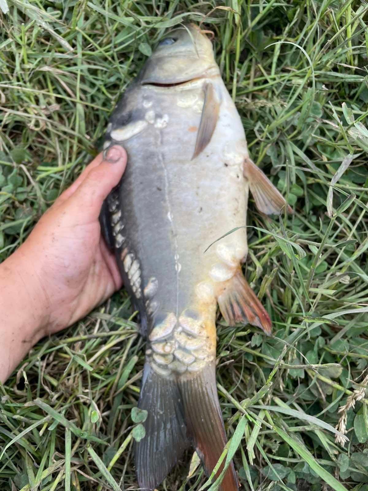 Got a little fishing in today