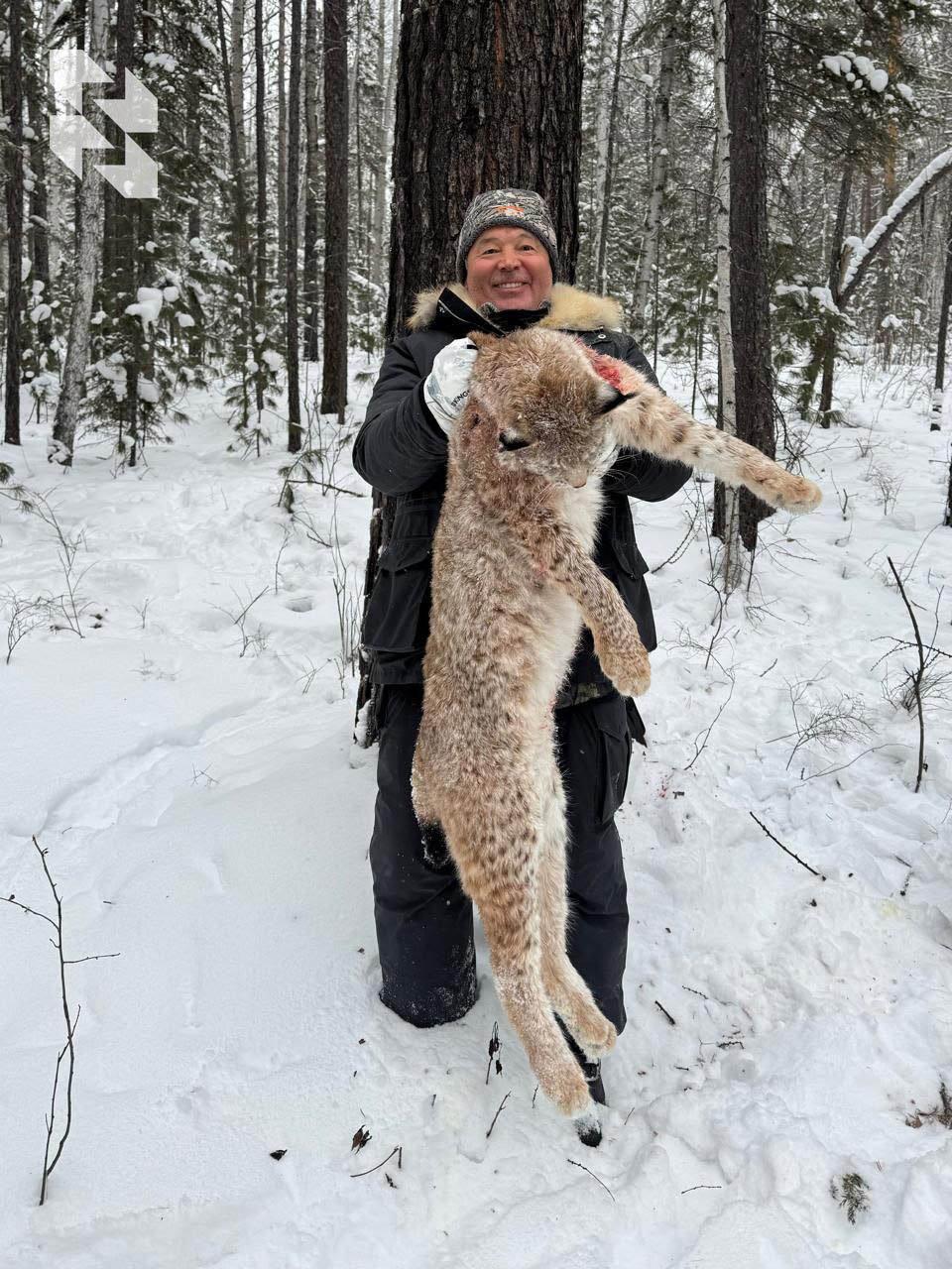 Winter, cold: bear, lynx and musk deer