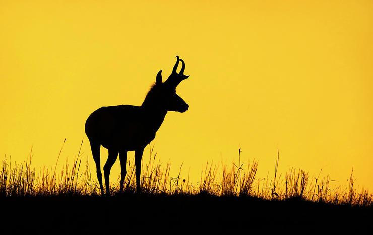 How to Plan Your First Antelope Hunt