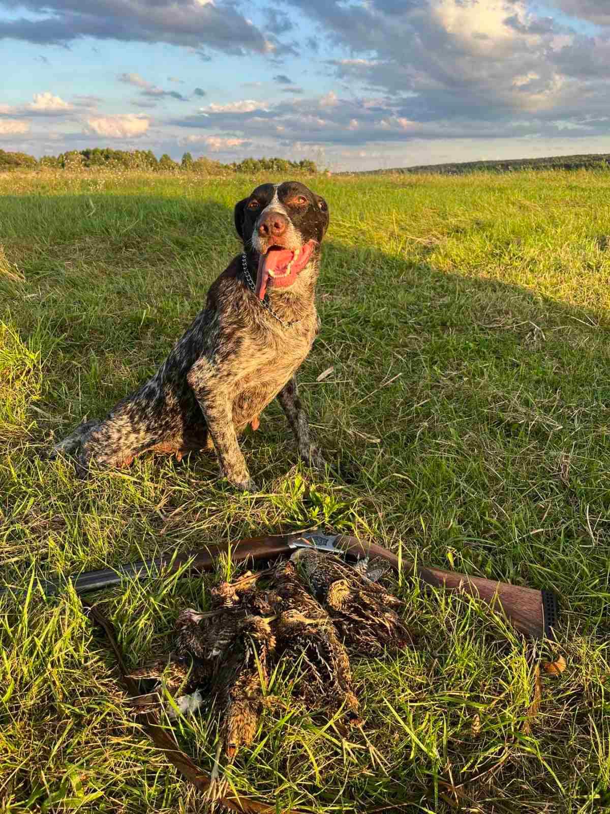 The German Wirehaired Pointer: A Hunter’s Best Companion
