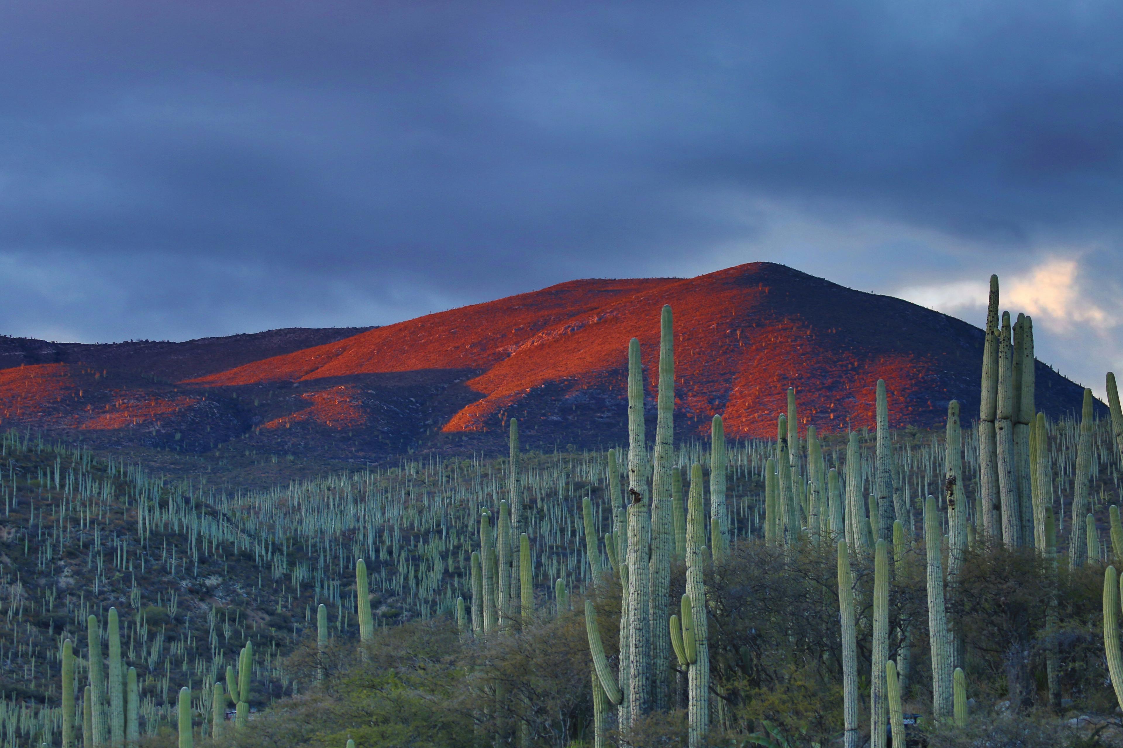 Caza en Chihuahua: Todo lo que Necesitas Saber para una Experiencia Exitosa con Especies, Temporadas, Regulaciones y Consejos Prácticos para Cazadores en México