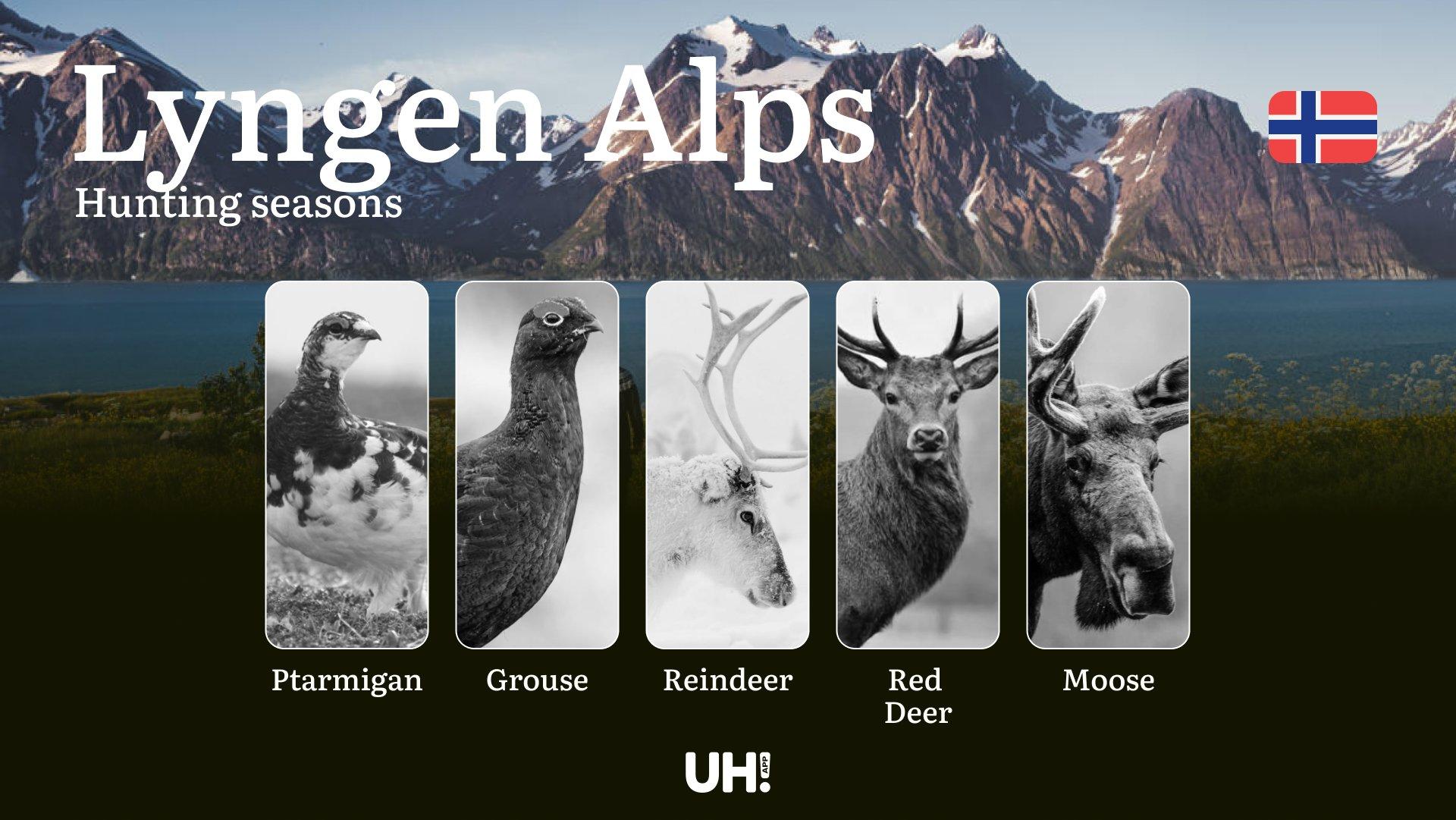 Hunting Periods and Local Rules in Lyngen Alps: Species You Can Hunt Throughout the Year, Seasonal Activity of Game, and the Steps to Get a Legal Hunting License in the Region