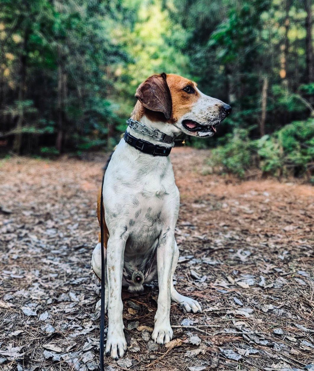 The American Foxhound: Your All-American Hunting Partner