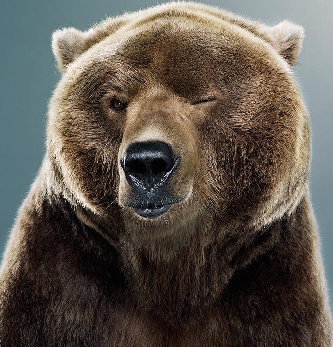 Controversial spring bear hunt up for debate in Washington
