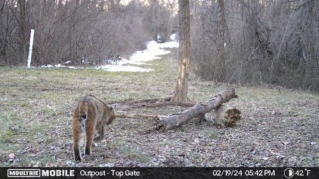 Well I have yet another bobcat checking out a trap site today.