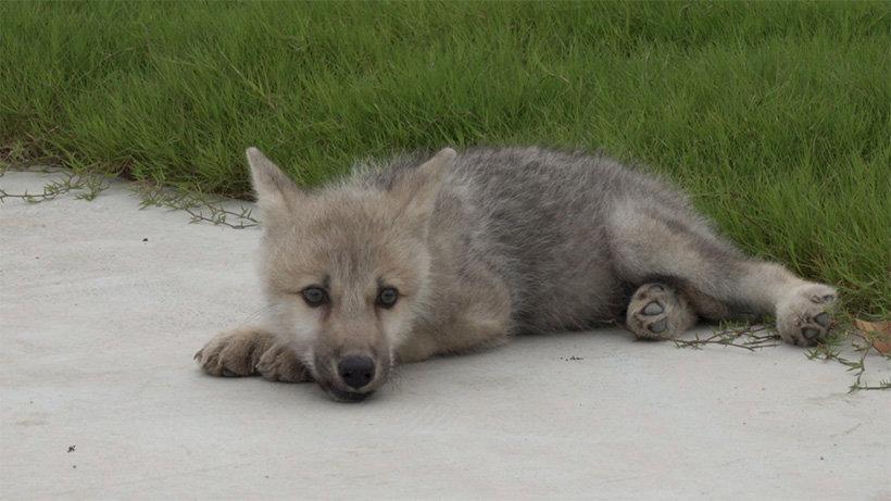 Scientists clone first Arctic wolf