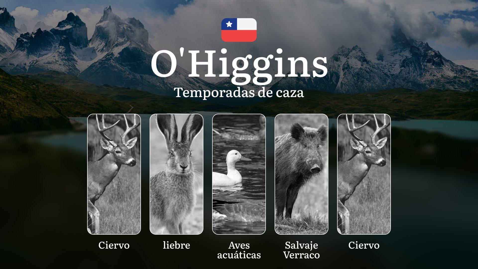 Fechas de caza en la Región de O’Higgins, Chile: épocas, permisos y mejores momentos para cazar, límites y especies protegidas