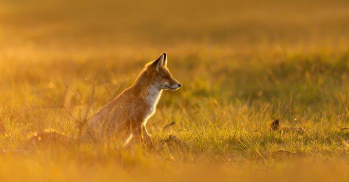 Today is the biggest day of the year for illegal fox hunting.