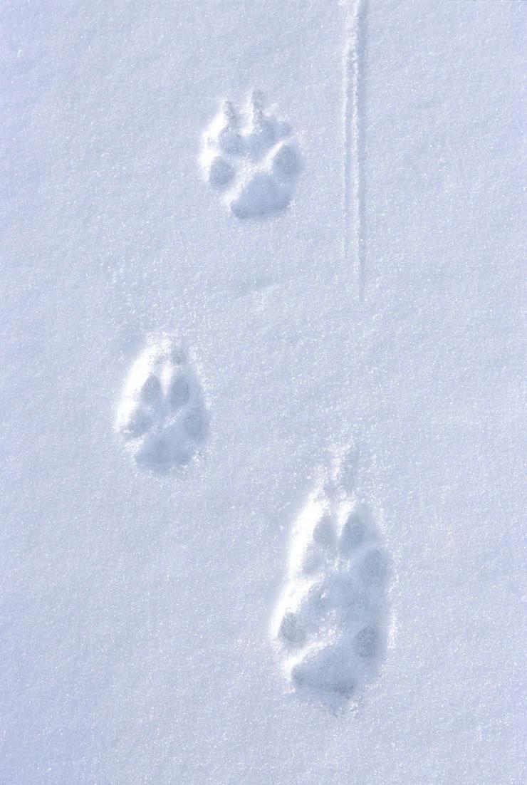The Truth About Western Wolf Hunting