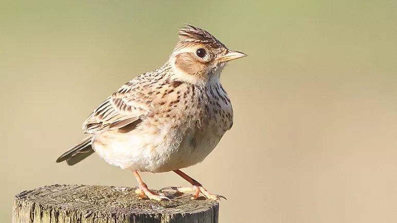 Skylarks, starlings and mistle thrushes: Endangered songbirds licensed to be killed for sport in UK