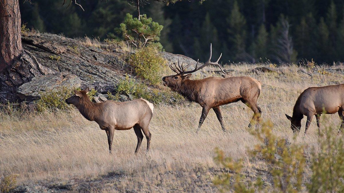 Hunters be advised, remaining big game hunting licenses go on sale next week