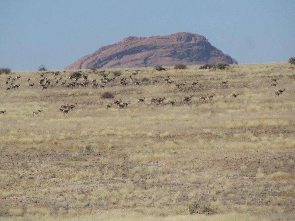 Hunting for Springbok in Namibia ,around Spitzkoppe , with Pannonvad.