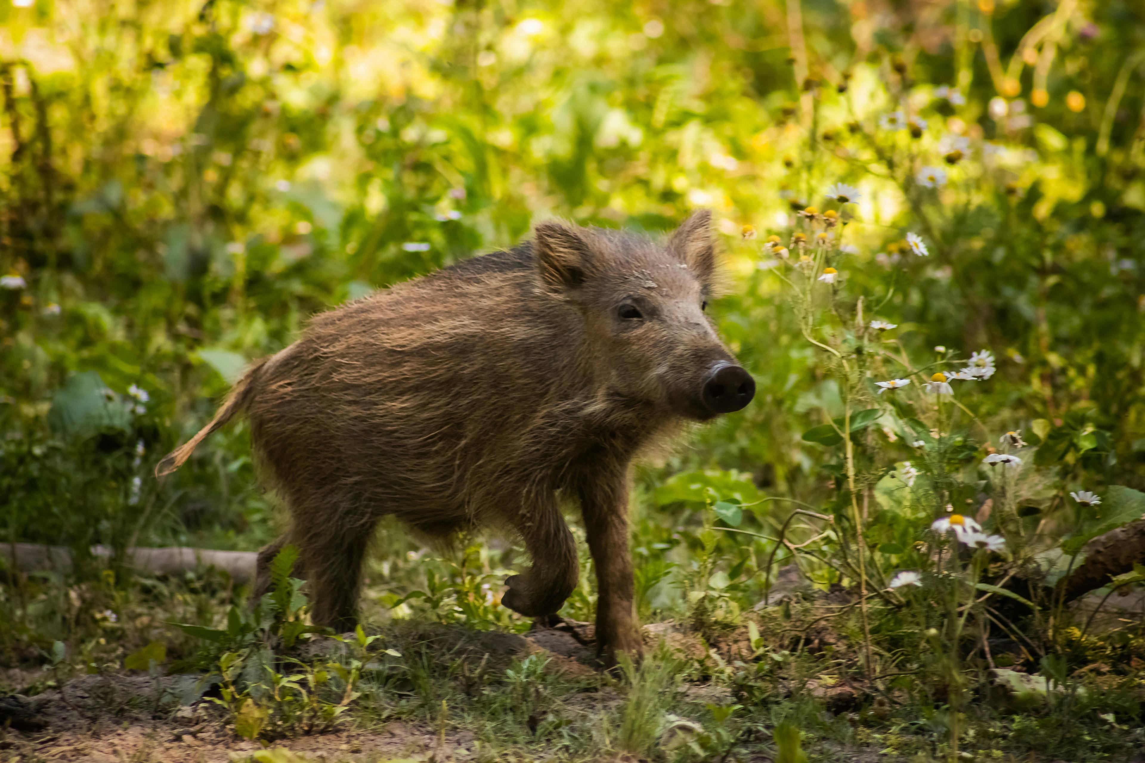 Exploration de la Chasse en CENTRE-VAL DE LOIRE: Espèces de gibier, saisons de chasse, associations régionales et cadre géographique