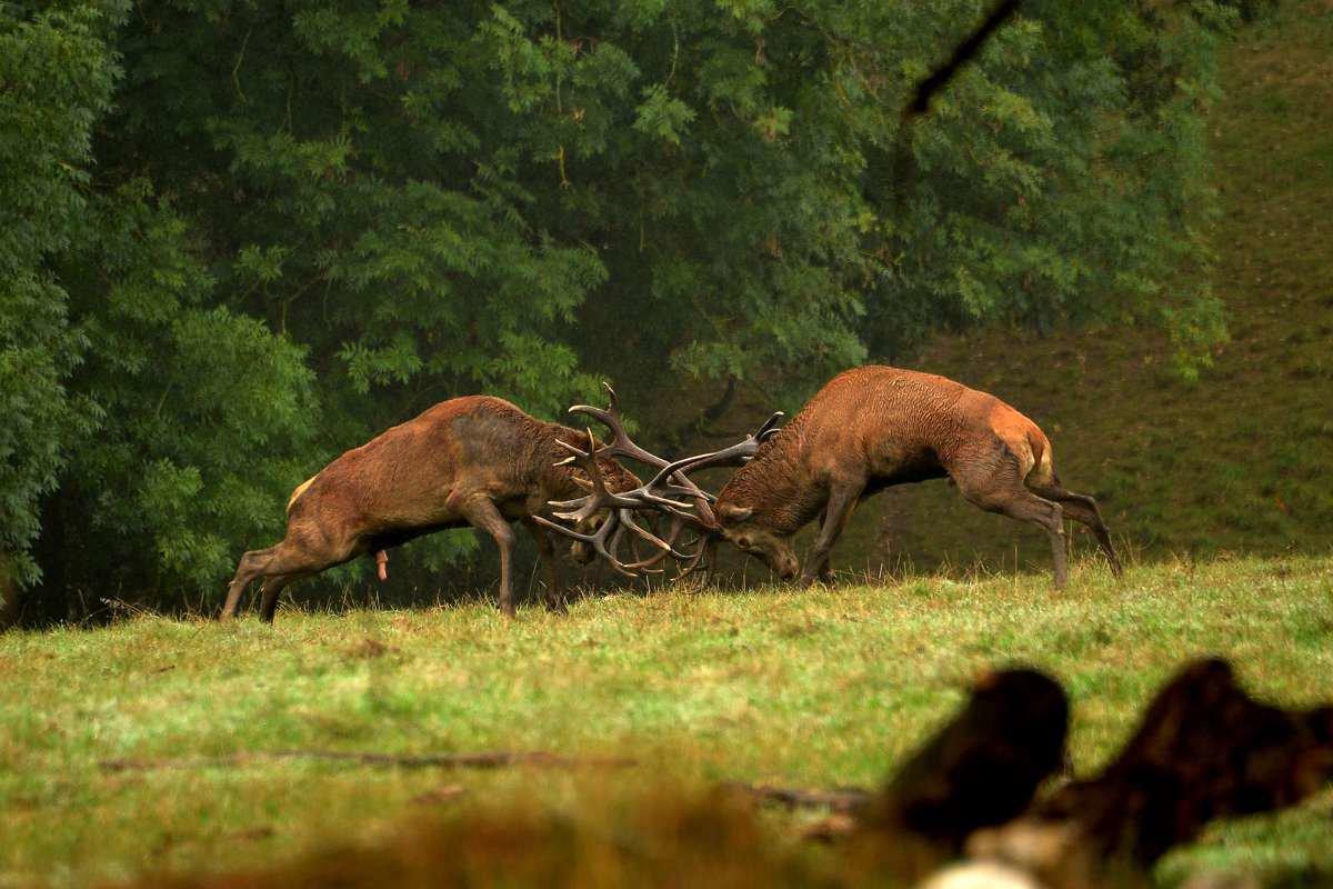 La chasse dans la SOMME: Baie emblématique, oiseaux migrateurs, traditions de hutte et gestion raisonnée dans l’un des hauts lieux de la chasse au gibier d’eau
