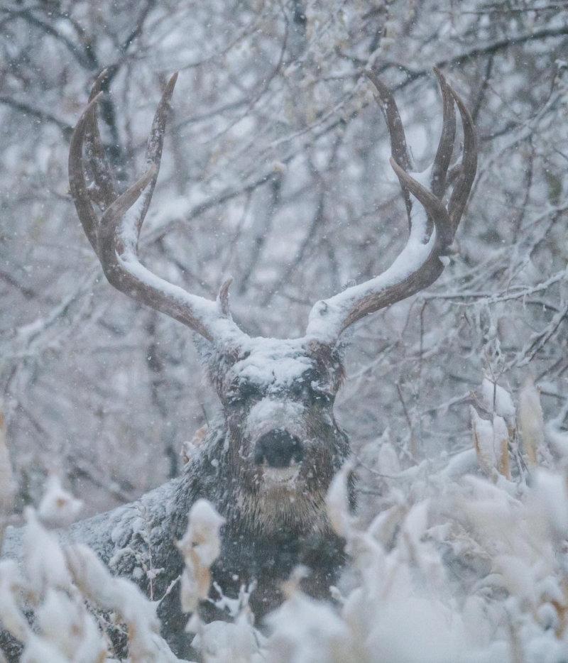 "WINTER BITES"