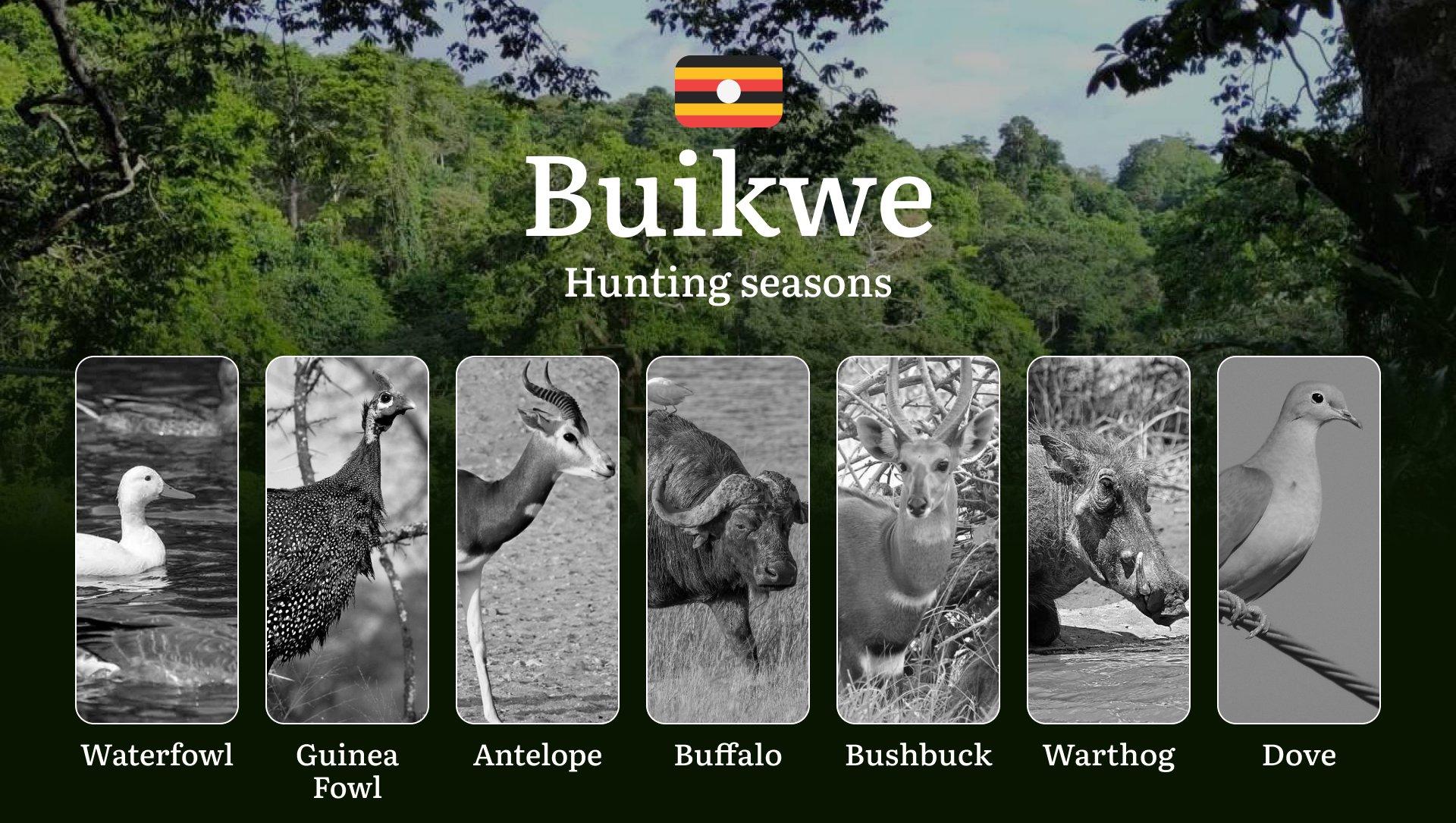 Hunting Access Dates in Buikwe: Key Hunting Periods for All Species, Restricted Areas, Rules and Exceptions, Getting Your License, Gear, Locations, and Optimal Timing