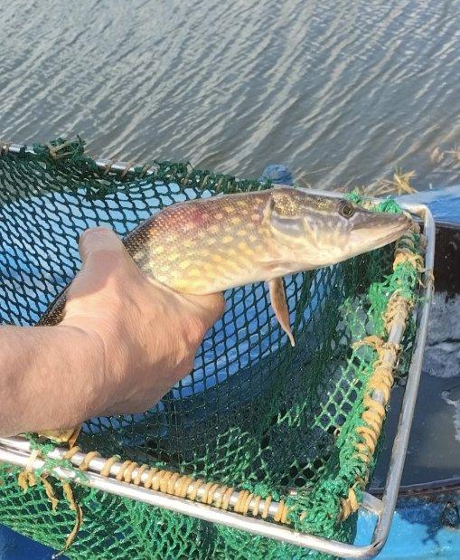 В водоемы страны выпустили более 1 млн.