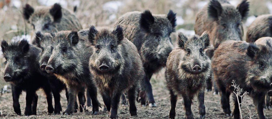 В посёлке Сагра, недалеко от Екатеринбурга, власти запустили программу контролируемой охоты на диких кабанов, которые в последнее время стали активно появляться на улицах населённого пункта и вызывали серьёзное беспокойство у местных жителей.
