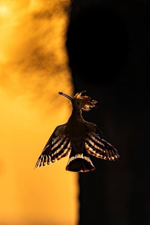 🐦: The winners of the world competition "Bird Photographer of the Year 2024" have been announced.
