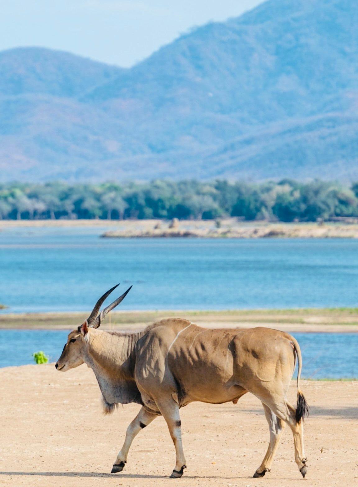 African Game Animals list: A Concise Field Guide