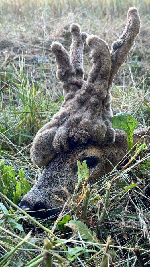Roebuck ( Capreolus capreolus) with “ wig” , hunted in Hungary with Pannonvad.