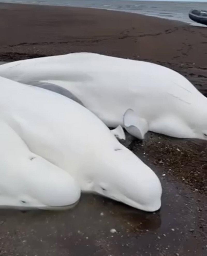 ベルーガの家族がカムチャツカの北に上陸しました。 ティギール川の河口で、釣りから戻ってきた漁師によって4匹の成虫と1匹のカブが発見されました。 彼らは潮が上がり始める前でさえ、水で動物に水をやり、魚に餌をやり始めました。 すべてのベルーガはなんとか生き続け、オホーツク海に泳ぎました。 地元当局は現在、漁師に感謝の手紙を送る準備をしています。