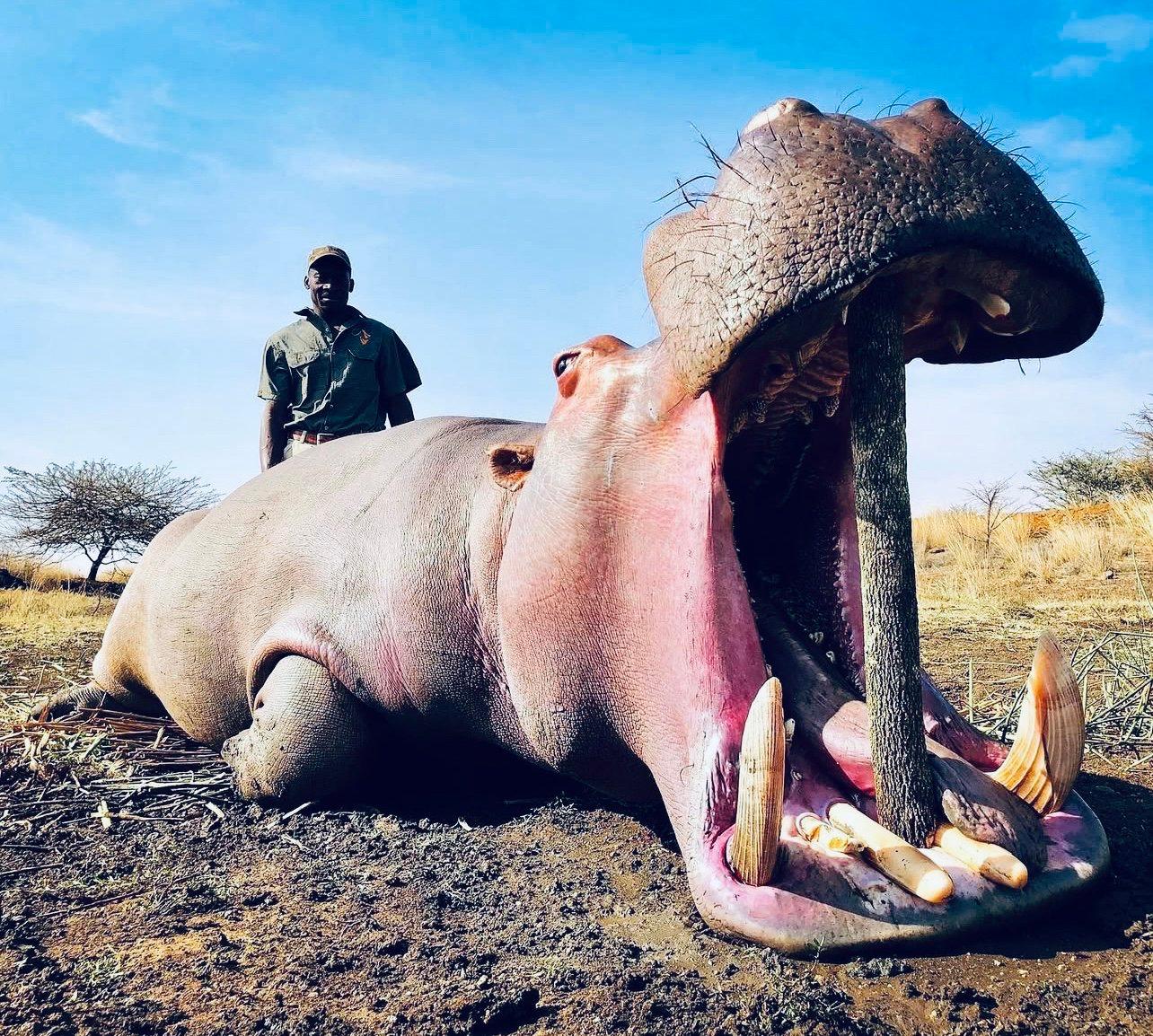 Hippo Hunting in Uganda: season, methods, costs.