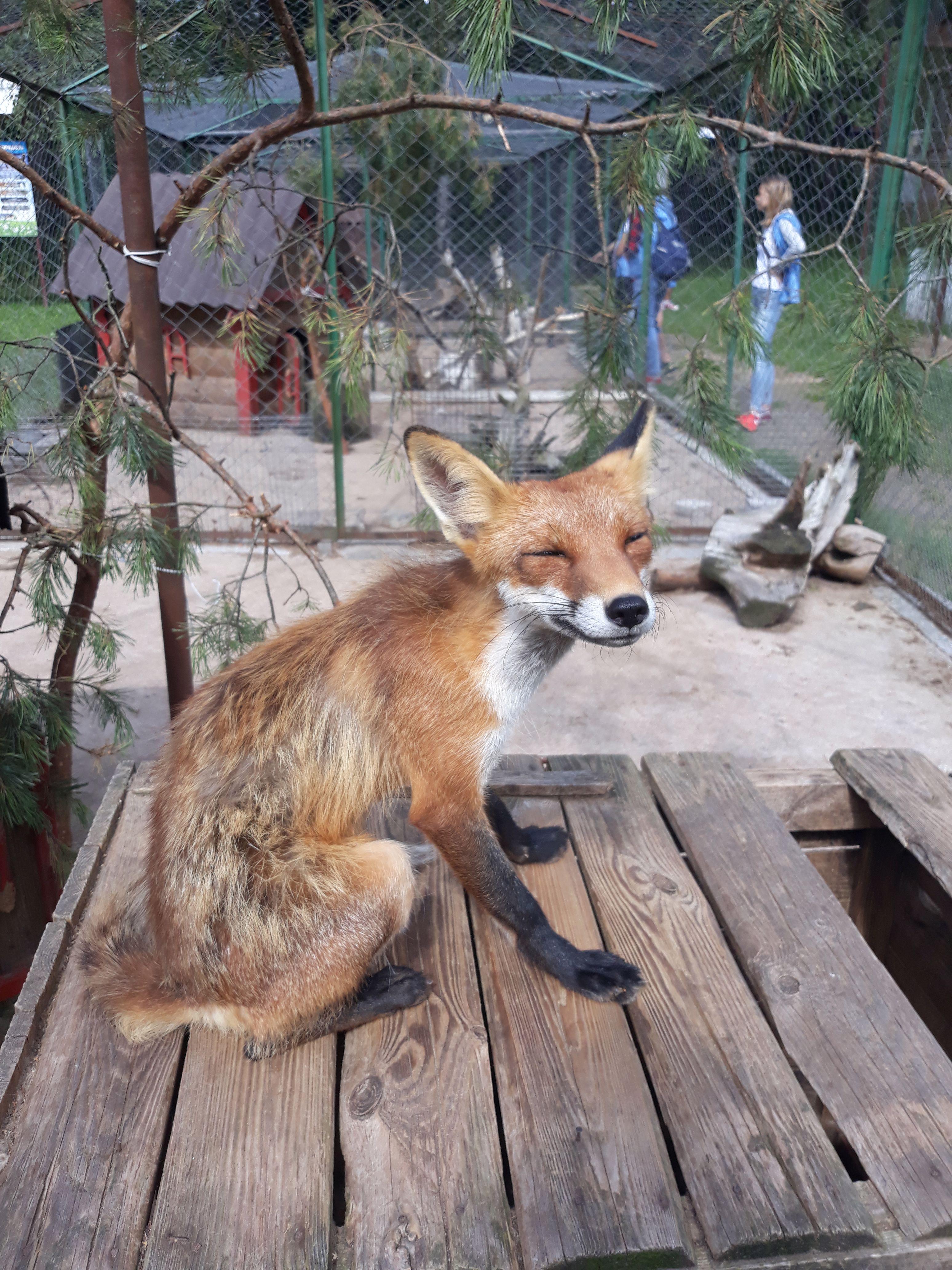 Zoo 2019