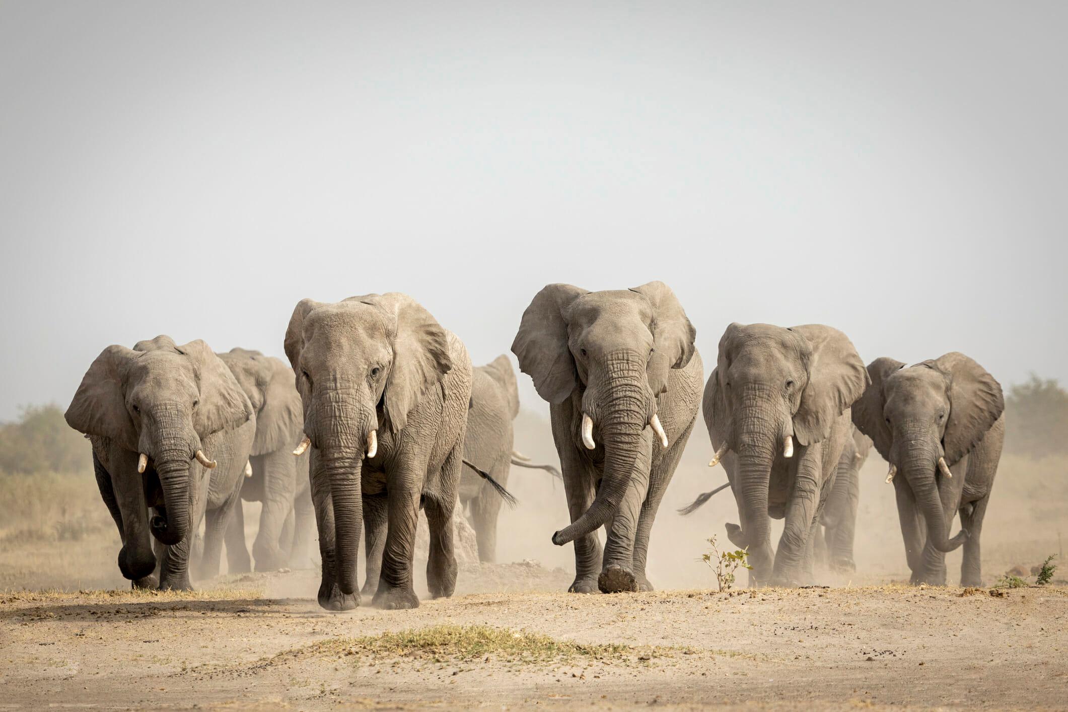 Elephant Migration Routes: Clubs, Laws, Geography and Demographics.