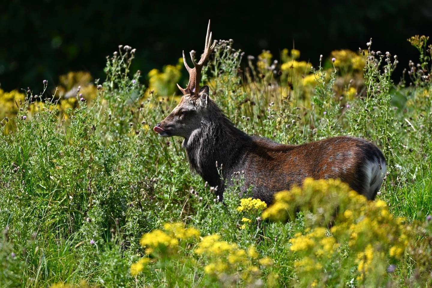 Ready for the rut.