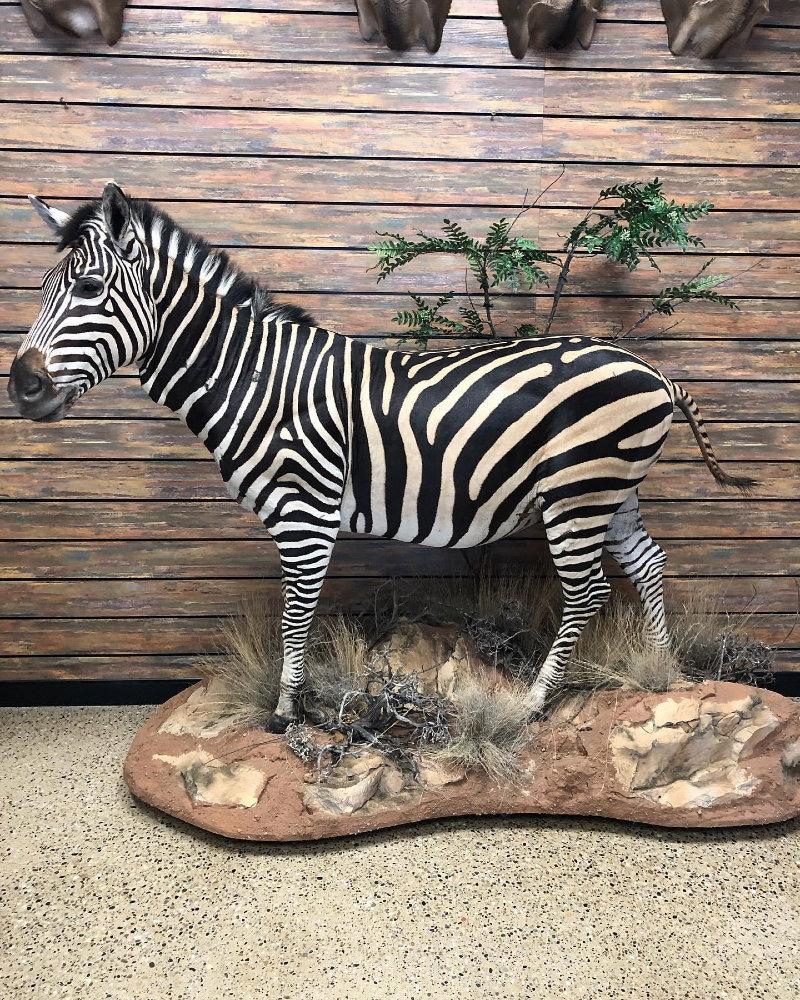 The patterns on a African Zebra are truly memorizing!