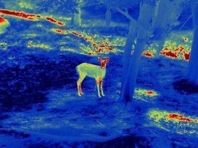 Review of the Guide TS450 Thermal Sight