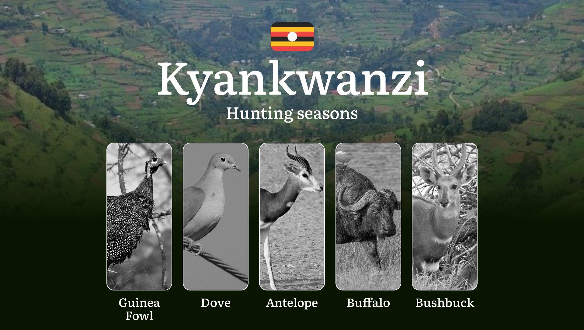 Seasonal Hunting Periods in Kyankwanzi: Limits and Seasonal Prohibitions, Licensing Conditions, Fines and Legal Effects of Non-Compliance, Strategic Preparation, Best Hunting Times, Gear Choices