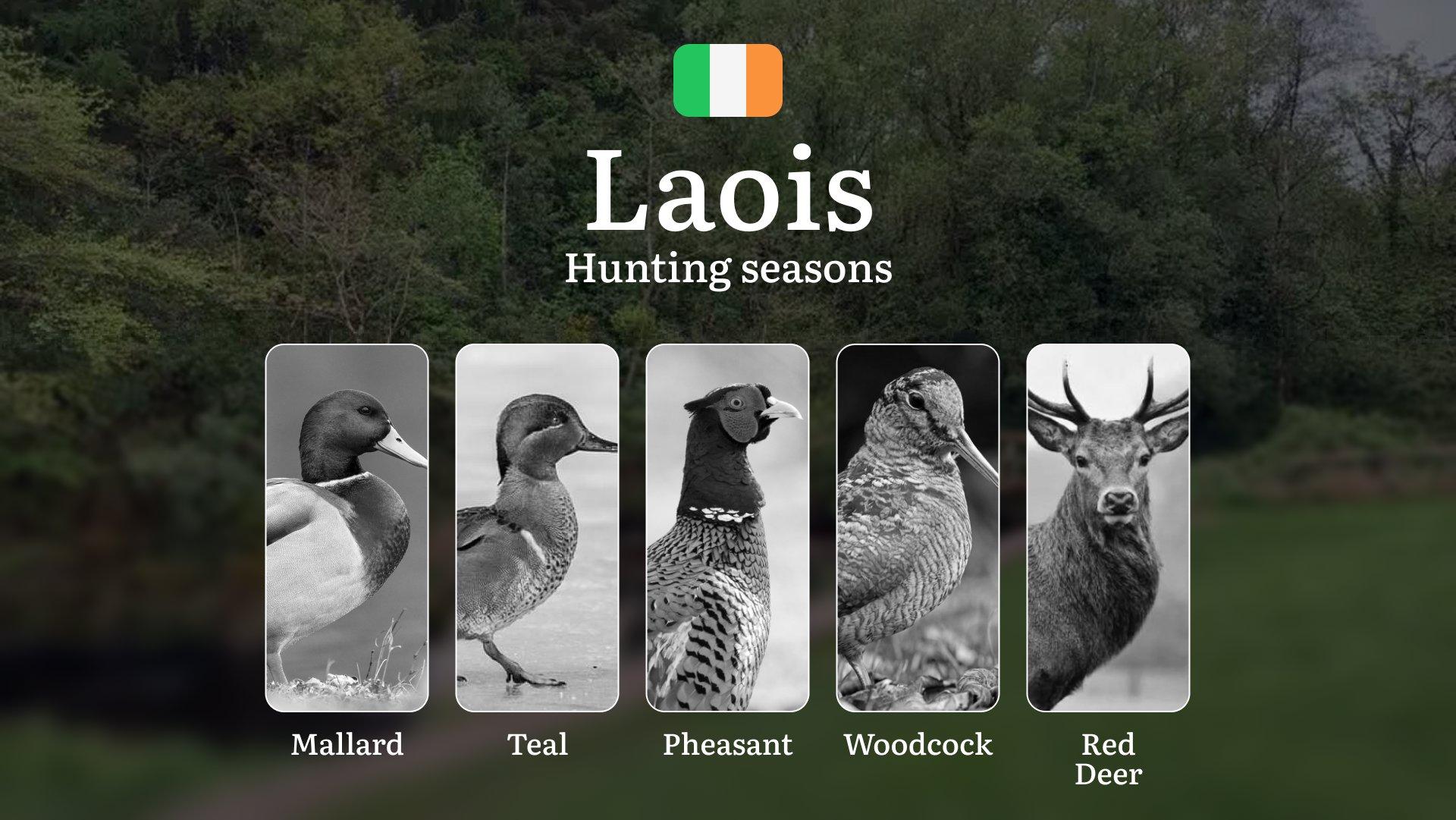 LAOIS Hunting Calendar: When the Slieve Blooms Awaken - Pheasant, Woodcock and Midlands Game Traditions