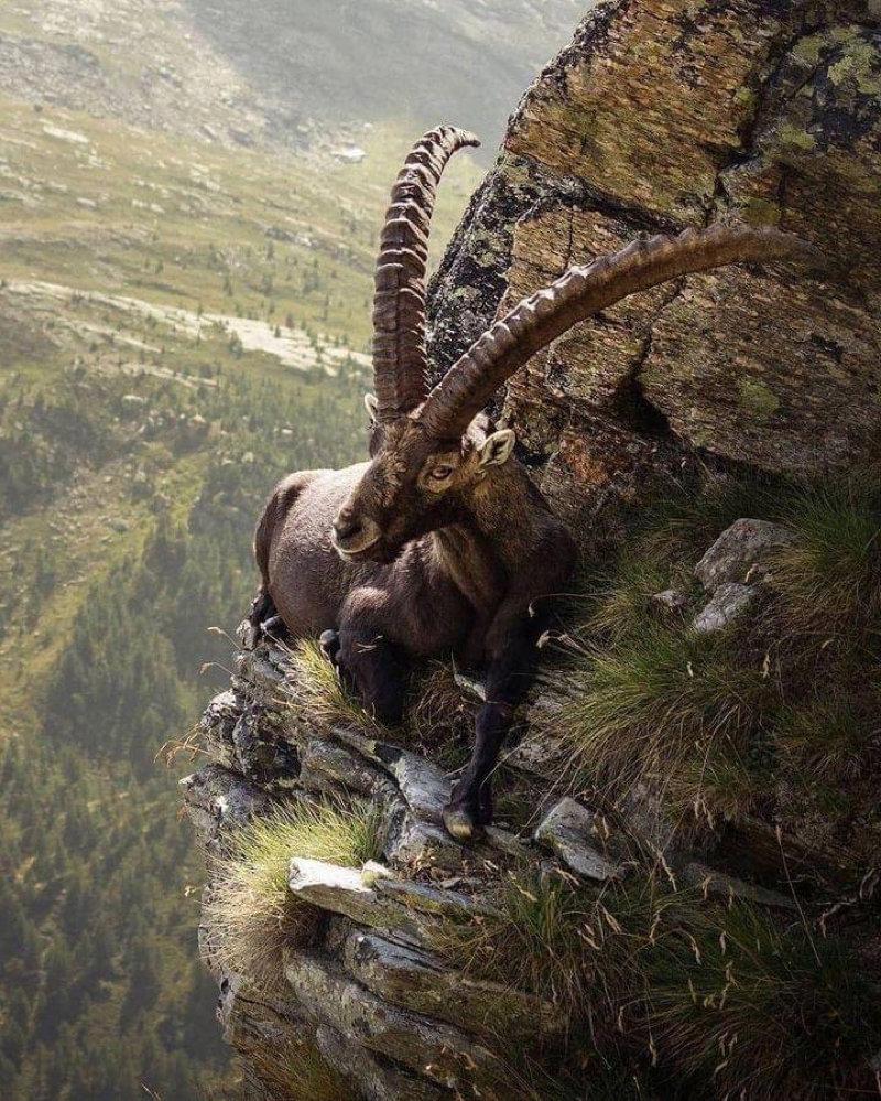 An alpine ibex relaxing on the edge of a cliff.