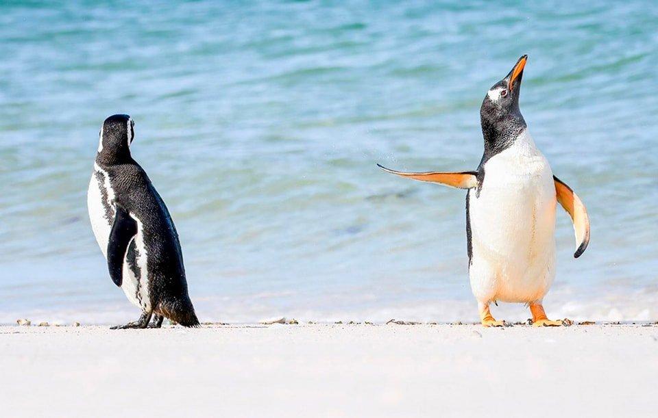 Prix ​​de la meilleure photographie animalière comique.