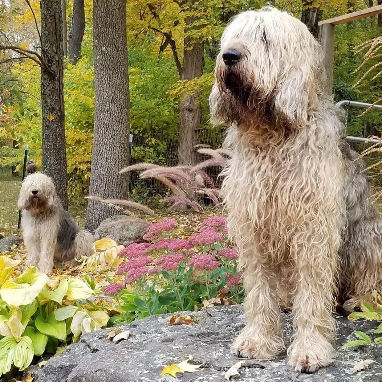 Říká vám něco otterhound?