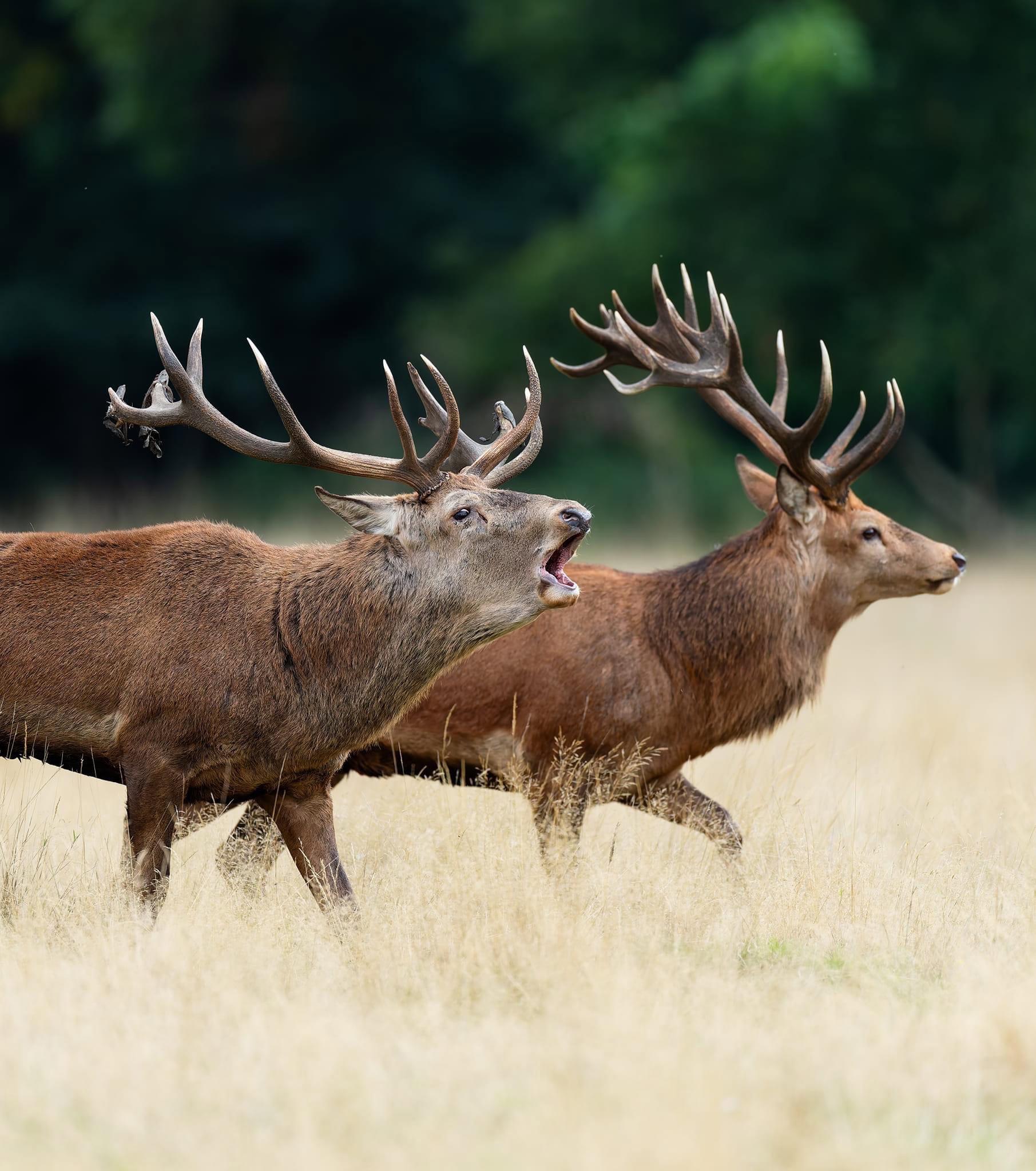 A Brilliant Day Capturing Stags in the Wild