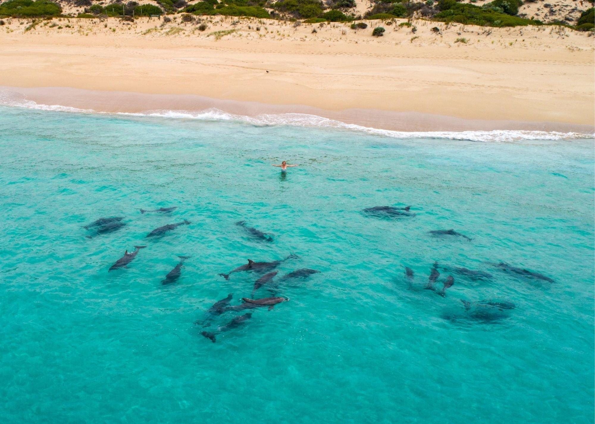Eyre Peninsula Hunting: Legislation in Coastal Regions, Demographics, Associations and Clubs, Laws and Hunting Seasons 