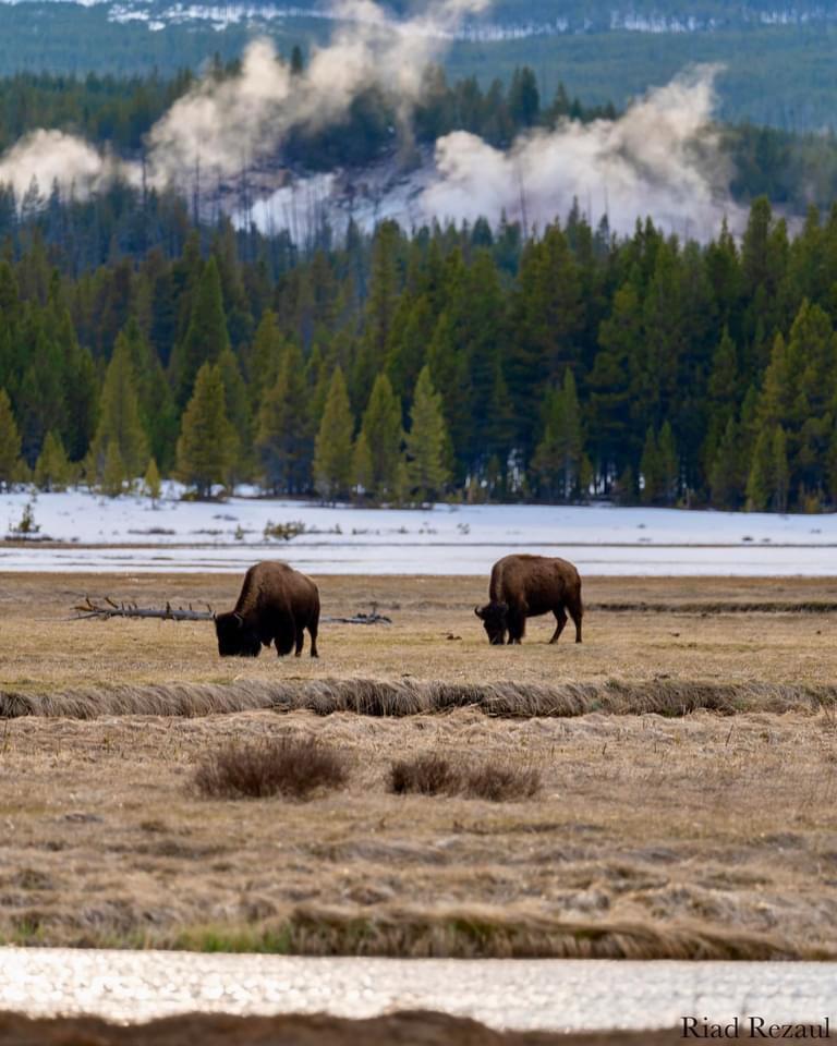 My first time visiting Yellowstone National Park this year.