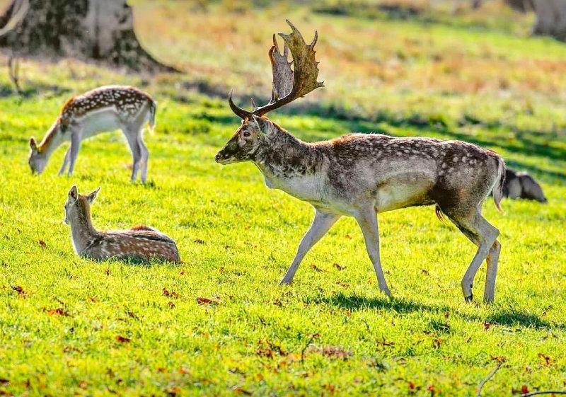 A rutting menil Fallow Buck moves among his females.