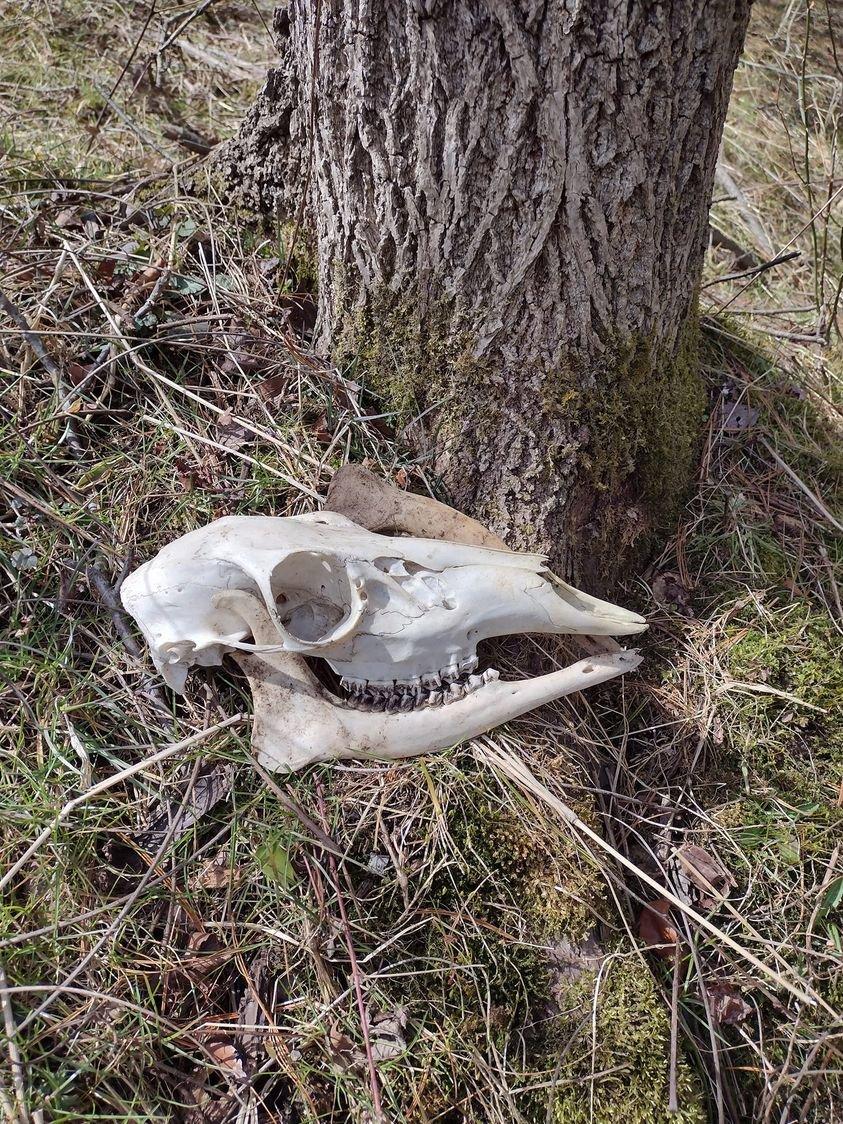 A find while out shed hunting.