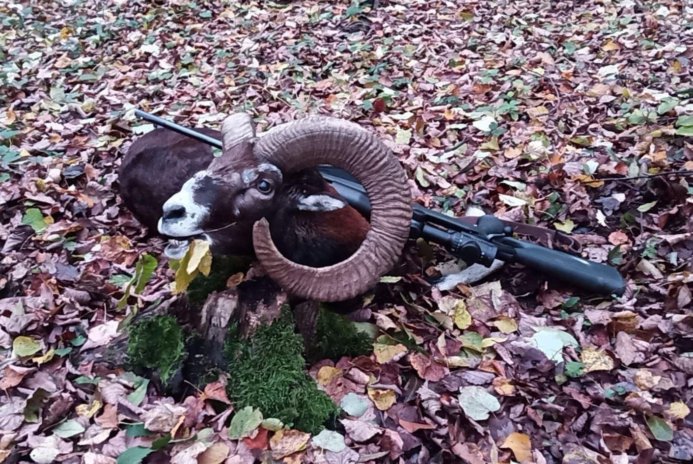 🇭🇺🐗🦌🌿