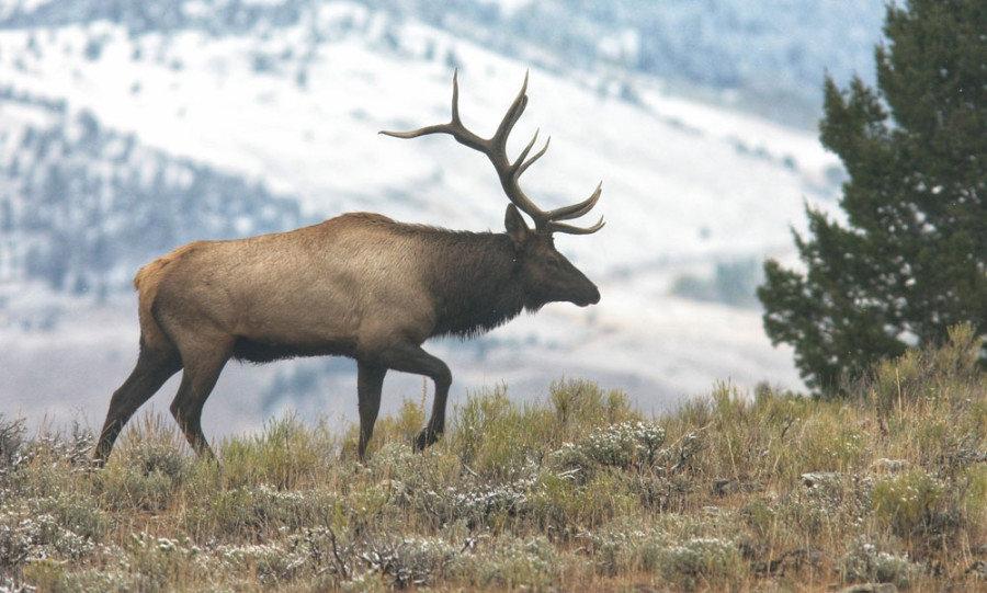 Embarking on an elk hunting adventure is a truly exhilarating experience!