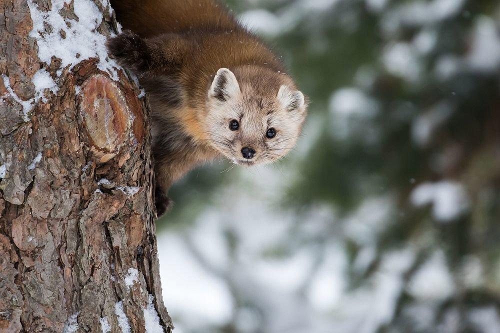 A marten is a weasel-like mammal in the genus Martes within the subfamily Guloninae, in the family Mustelidae.