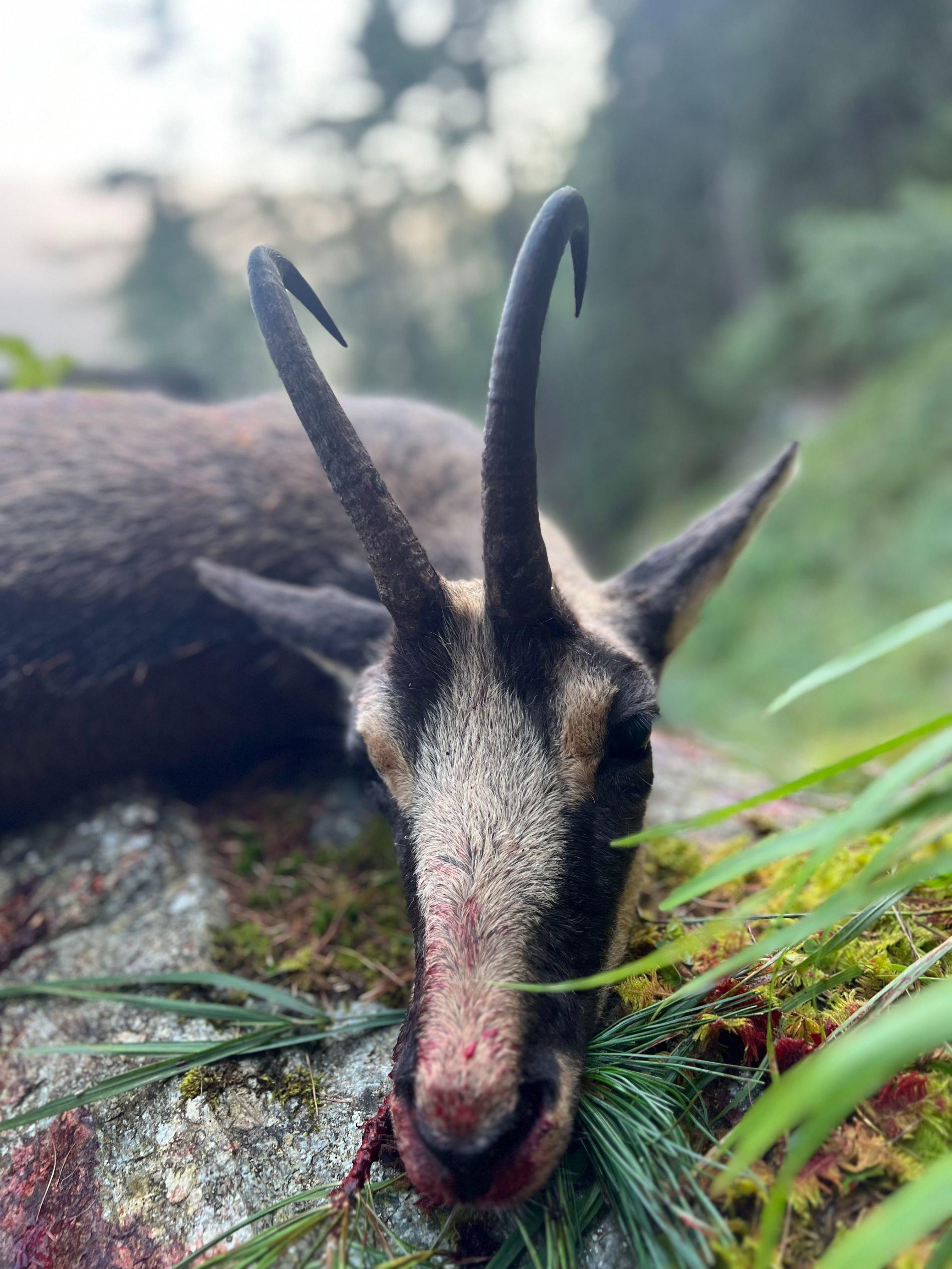Jagdrevier Voitsberg: Naturräume, Jäger, Wildvorkommen, Praxis, Rechts, Jagdzeiten, Jagdorganisationen, Brauchtum, Fakten      